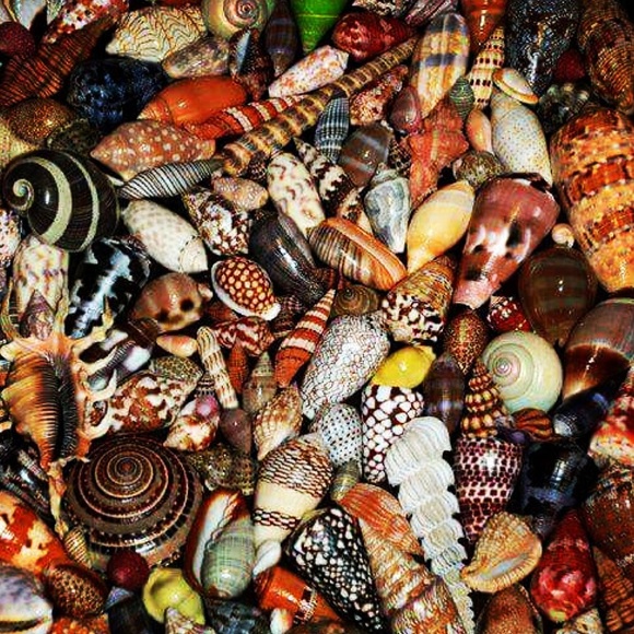 Meet your Posher, Carrie Jo - Picture 6 of 8